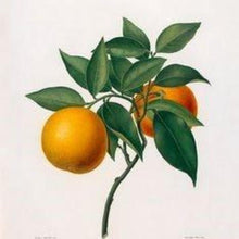 Load image into Gallery viewer, EO Mandarin Essential Oil 10 mls
