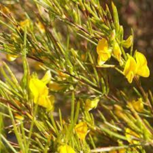 Fragrance Oil -  Rooibos 50ml
