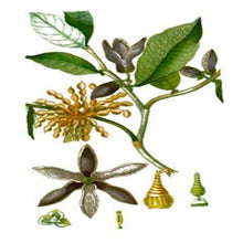 Load image into Gallery viewer, EO Ylang Ylang Essential Oil  10 mls
