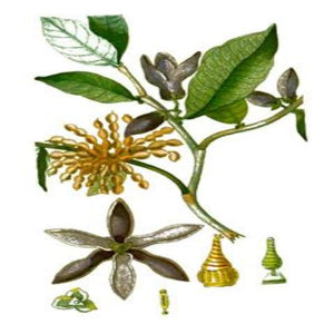 EO Ylang Ylang Essential Oil  10 mls