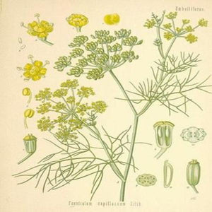 EO Fennel Essential Oil 10ml