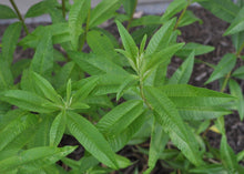 Load image into Gallery viewer, Cold Processed Soap - Wild Verbena
