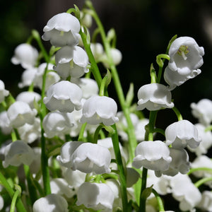 Fragrance Oil - Lily of the Valley 50ml