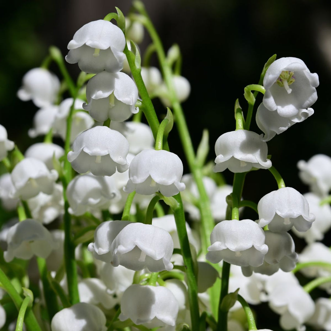 Fragrance Oil - Lily of the Valley 50ml